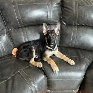 Meet your Posher, Donna